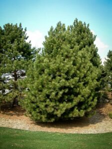 Сосна Чёрная (Pinus Nigra) купить по цене от 270.00р. в интернет-магазине «Посадика» с доставкой почтой в в Инсаре и по всей России – [изображение №1].