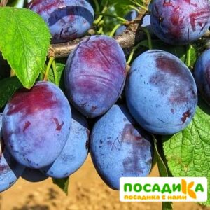 Слива Чачакская ранняя купить по цене от 229.00р. в интернет-магазине «Посадика» с доставкой почтой в в Инсаре и по всей России – [изображение №1].