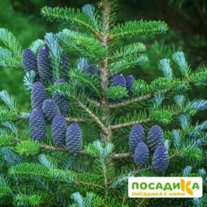 Пихта корейская (Abies koreana) купить по цене от 450.00р. в интернет-магазине «Посадика» с доставкой почтой в в Инсаре и по всей России – [изображение №1].