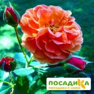 Роза Арабия купить по цене от 350.00р. в интернет-магазине «Посадика» с доставкой почтой в в Инсаре и по всей России – [изображение №1].