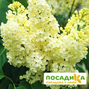 Сирень Примроуз (Primrose) купить по цене от 529.00р. в интернет-магазине «Посадика» с доставкой почтой в в Инсаре и по всей России – [изображение №1].