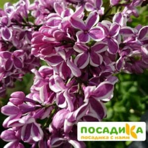 Сирень Сенсация купить по цене от 529.00р. в интернет-магазине «Посадика» с доставкой почтой в в Инсаре и по всей России – [изображение №1].