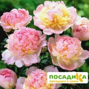 Пион Распберри Сандей (Paeonia Raspberry Sundae) купить по цене от 959р. в интернет-магазине «Посадика» с доставкой почтой в в Инсаре и по всей России – [изображение №1].