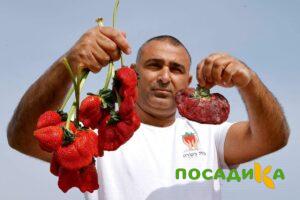 Клубника Гигант Джорнея купить по цене от 266р. в интернет-магазине «Посадика» с доставкой почтой в в Инсаре и по всей России – [изображение №1].