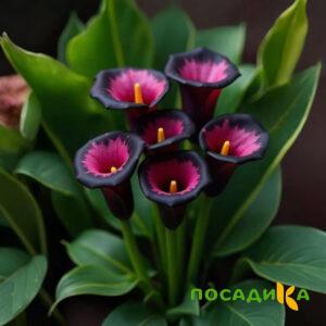 Калла Аура Лейс купить по цене от 400р. в интернет-магазине «Посадика» с доставкой почтой в в Инсаре и по всей России – [изображение №1].