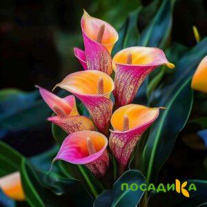 Калла Оникс купить по цене от 450р. в интернет-магазине «Посадика» с доставкой почтой в в Инсаре и по всей России – [изображение №1].