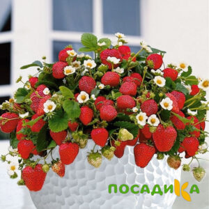 Клубника Рубиновый Шепот (горшечная) купить по цене от 240р. в интернет-магазине «Посадика» с доставкой почтой в в Инсаре и по всей России – [изображение №1].