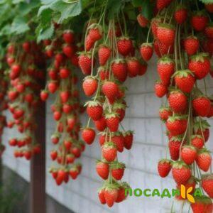 Клубника вьющаяся Комплимент купить по цене от 470р. в интернет-магазине «Посадика» с доставкой почтой в в Инсаре и по всей России – [изображение №1].