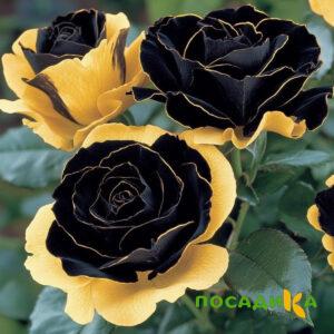 Роза Ханни Сикл купить по цене от 700р. в интернет-магазине «Посадика» с доставкой почтой в в Инсаре и по всей России – [изображение №1].