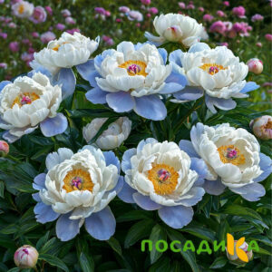 Пион акварельный Этюд купить по цене от 806р. в интернет-магазине «Посадика» с доставкой почтой в в Инсаре и по всей России – [изображение №1].