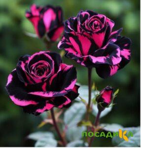 Роза Багровый Шепот купить по цене от 366р. в интернет-магазине «Посадика» с доставкой почтой в в Инсаре и по всей России – [изображение №1].