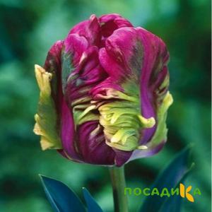 Тюльпан Экзотик Хэвен купить по цене от 186р. в интернет-магазине «Посадика» с доставкой почтой в в Инсаре и по всей России – [изображение №1].