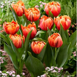 Тюльпан Гудошник Дабл купить по цене от 185р. в интернет-магазине «Посадика» с доставкой почтой в в Инсаре и по всей России – [изображение №1].