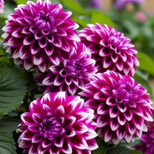 Георгин Кристал Корт купить по цене от 602р. в интернет-магазине «Посадика» с доставкой почтой в в Инсаре и по всей России – [изображение №1].