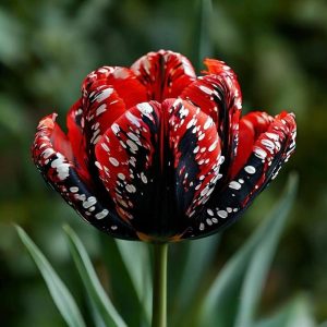 Тюльпан Вельвет Файер купить по цене от 394р. в интернет-магазине «Посадика» с доставкой почтой в в Инсаре и по всей России – [изображение №1].