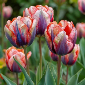 Тюльпан Эбисан Грэйс купить по цене от 217р. в интернет-магазине «Посадика» с доставкой почтой в в Инсаре и по всей России – [изображение №1].