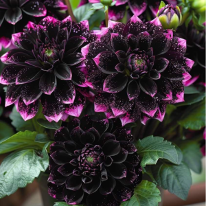 Георгин Лаванда Лейс купить по цене от 679р. в интернет-магазине «Посадика» с доставкой почтой в в Инсаре и по всей России – [изображение №1].