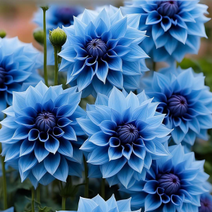 Георгин Вижапе купить по цене от 699р. в интернет-магазине «Посадика» с доставкой почтой в в Инсаре и по всей России – [изображение №1].